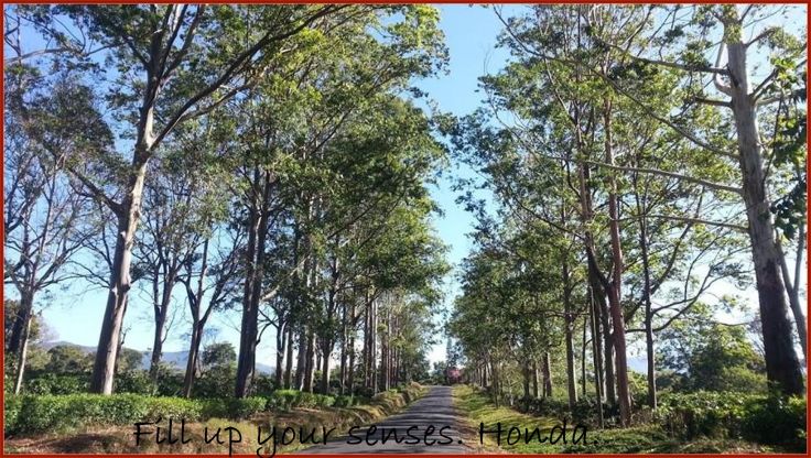 headingtoBajos_Honda