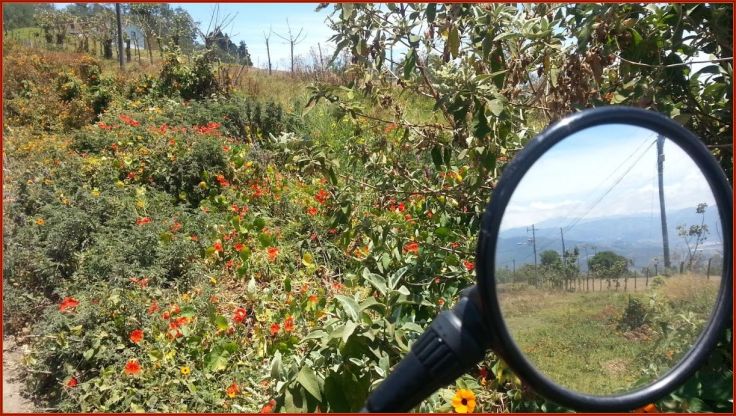 WildFlowersTierraBlanca