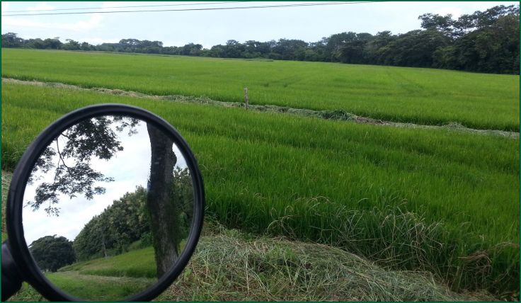 ricefields