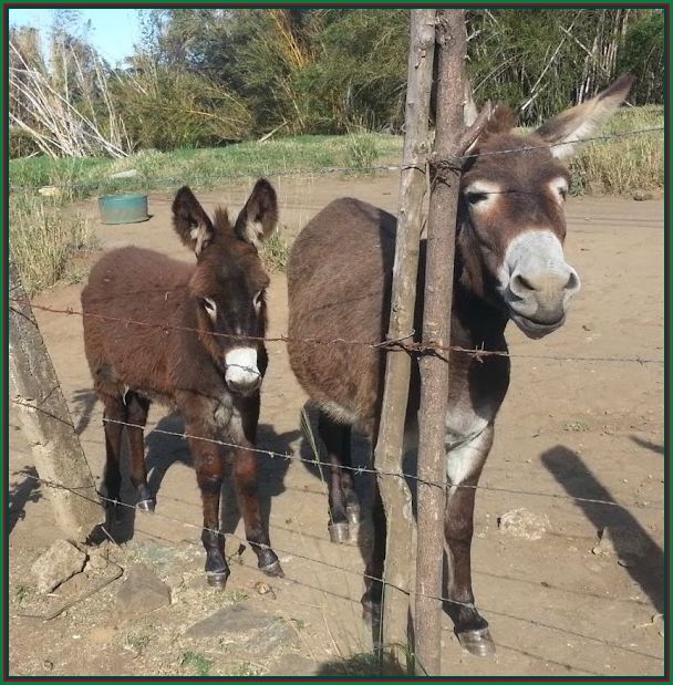 donkeys1