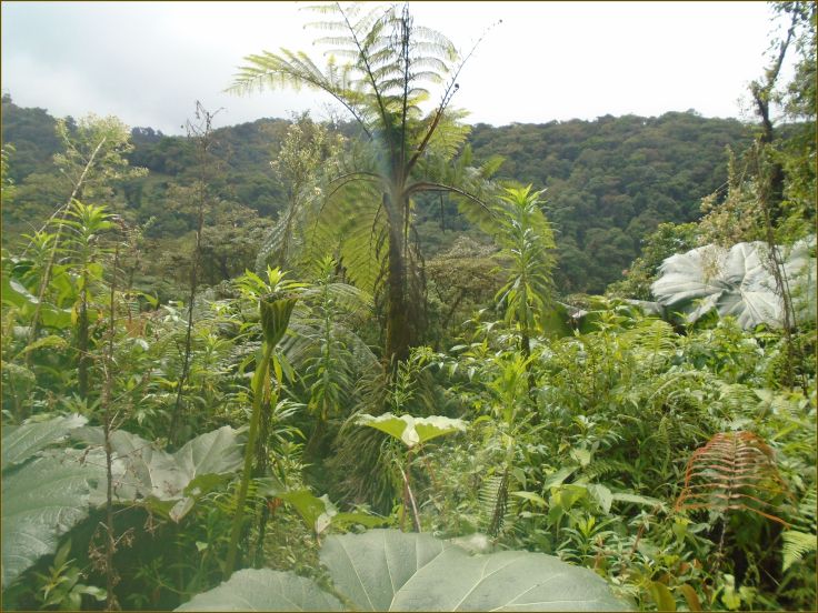 Foliage