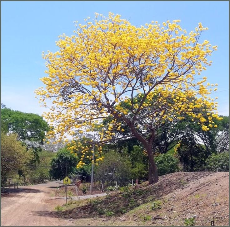 CortezAmarillo