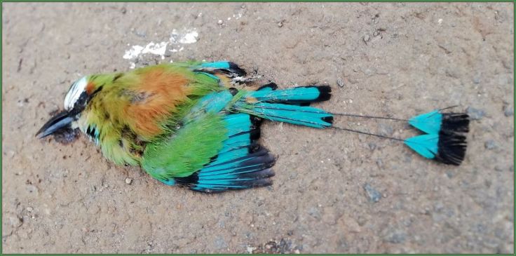 roadkill